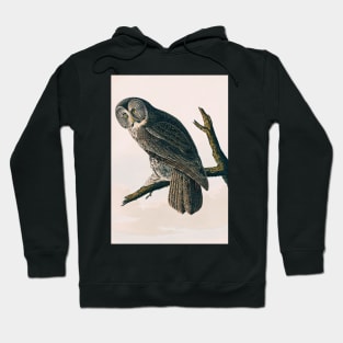 Bird of America  Bird, bird lover, america, beautiful  Public domain painting by John James Audubon Hoodie